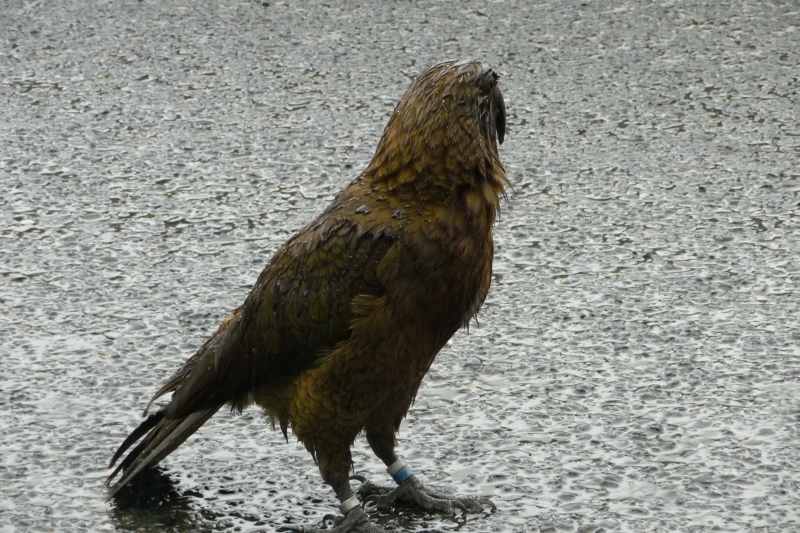 Nieuw-Zeeland 2011 - 1720